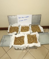 500KGs Raw Gold Nuggets Ready For Shipping Worldwide